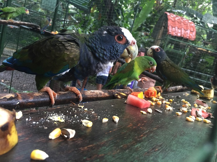 Birds-snacking-on-fruit-and-nuts