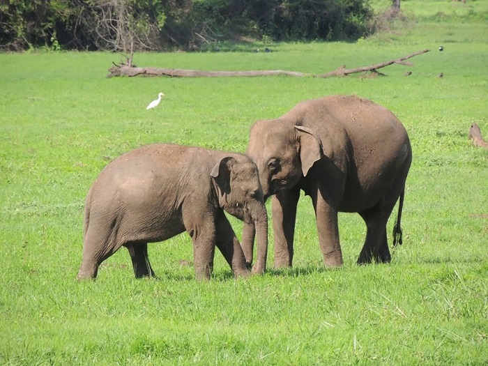 baby elephant and mom elephant