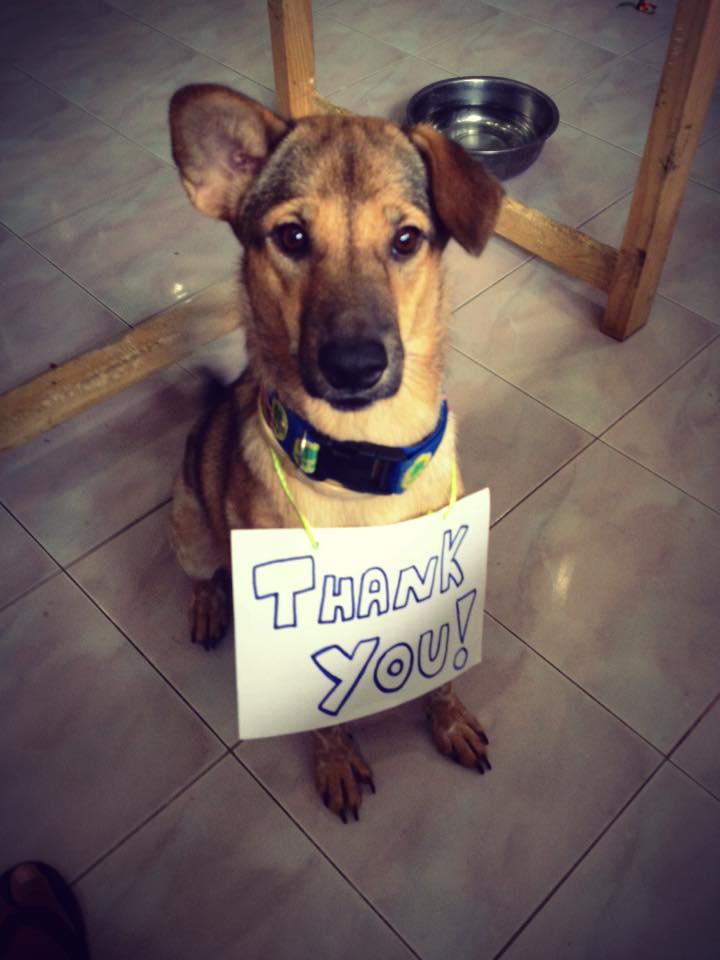 puppy with thank you sign