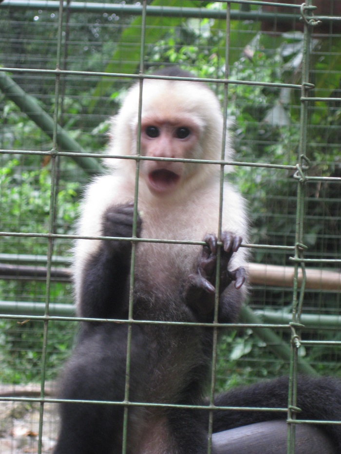 white faced cappuchin monkey