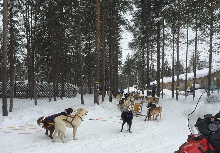 finland-dog-sleigh-lapland