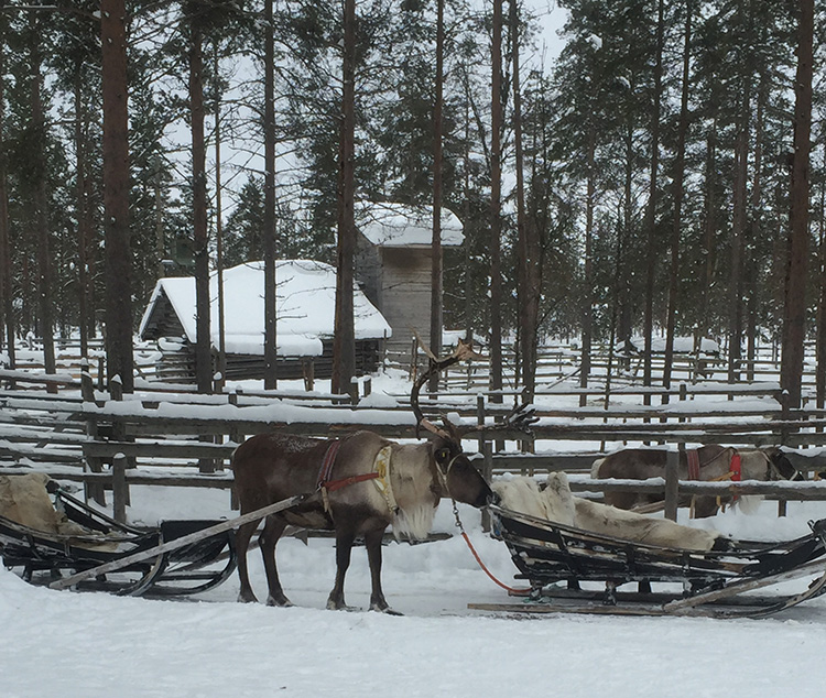 finland-reindeer-lapland
