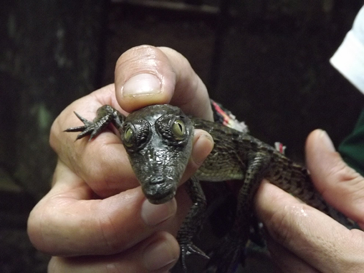 crocodile in costa rica