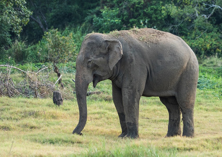 elephant-in-sri-lanka