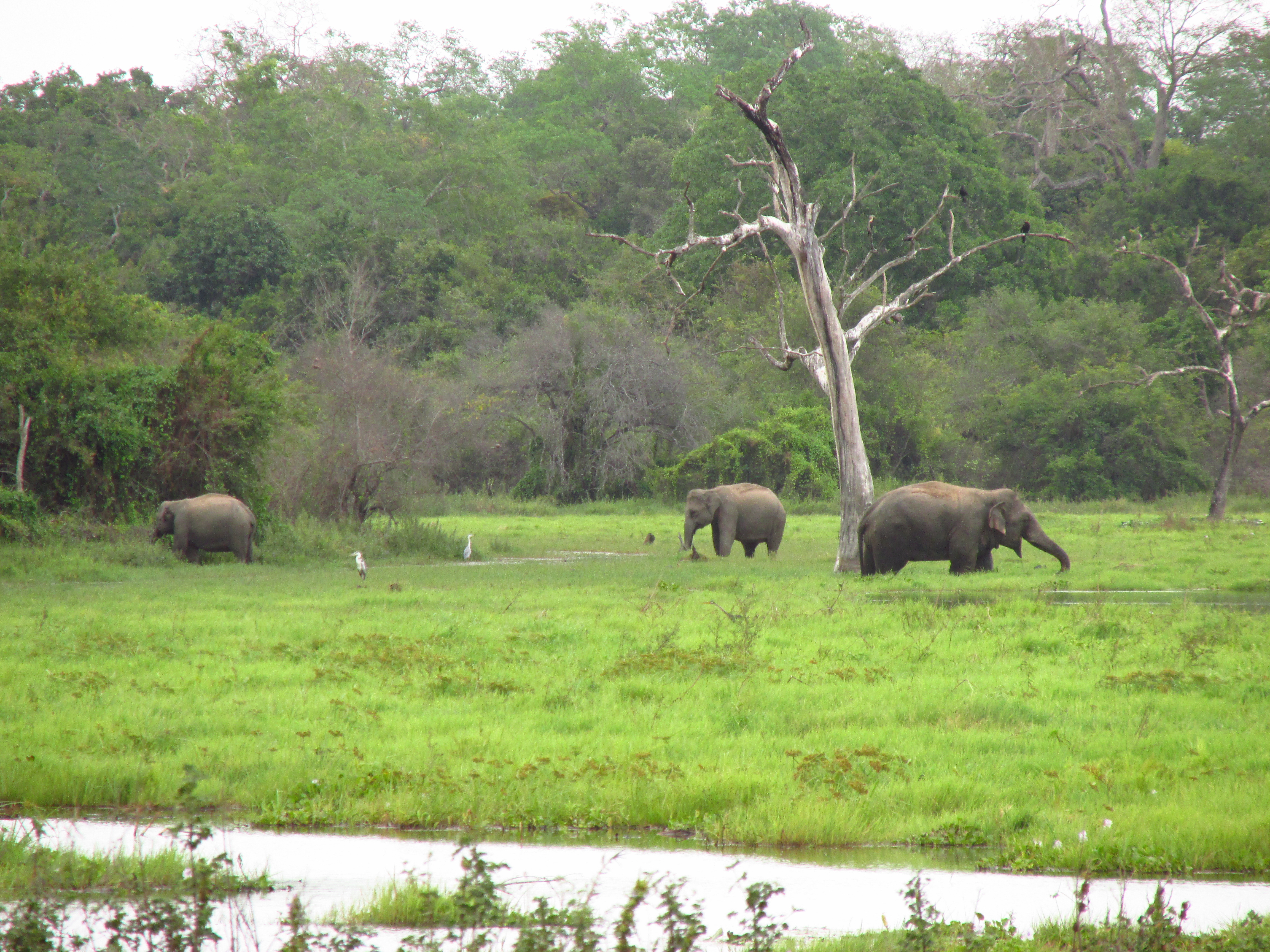 elephants eating