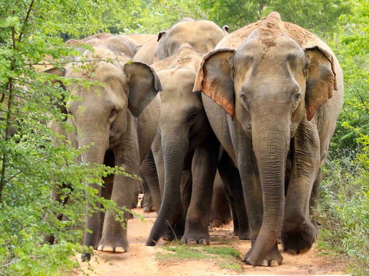 group of elephants walking