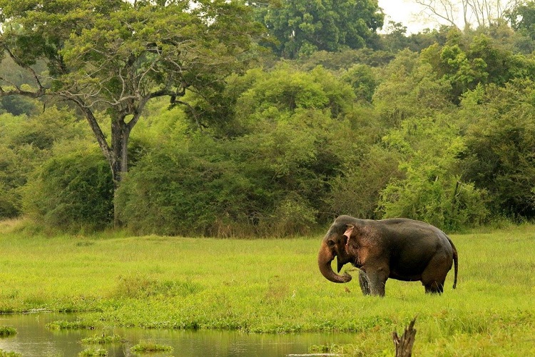 single elephant bathing