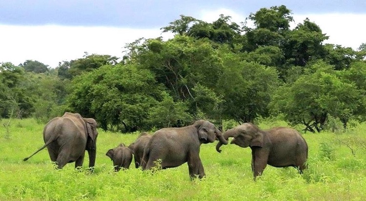 sri lankan elephants fighting