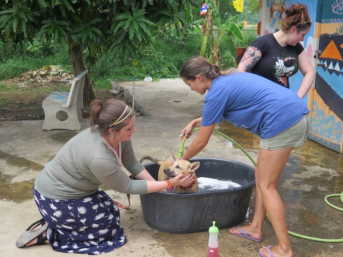 volunteers bathing dogs resize