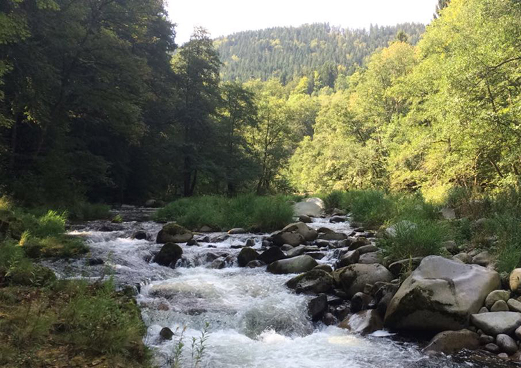 river-and-trees-in-germany