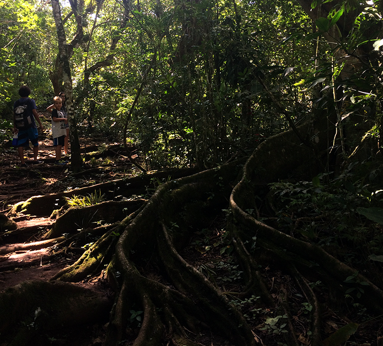 madre-verde-tree-roots