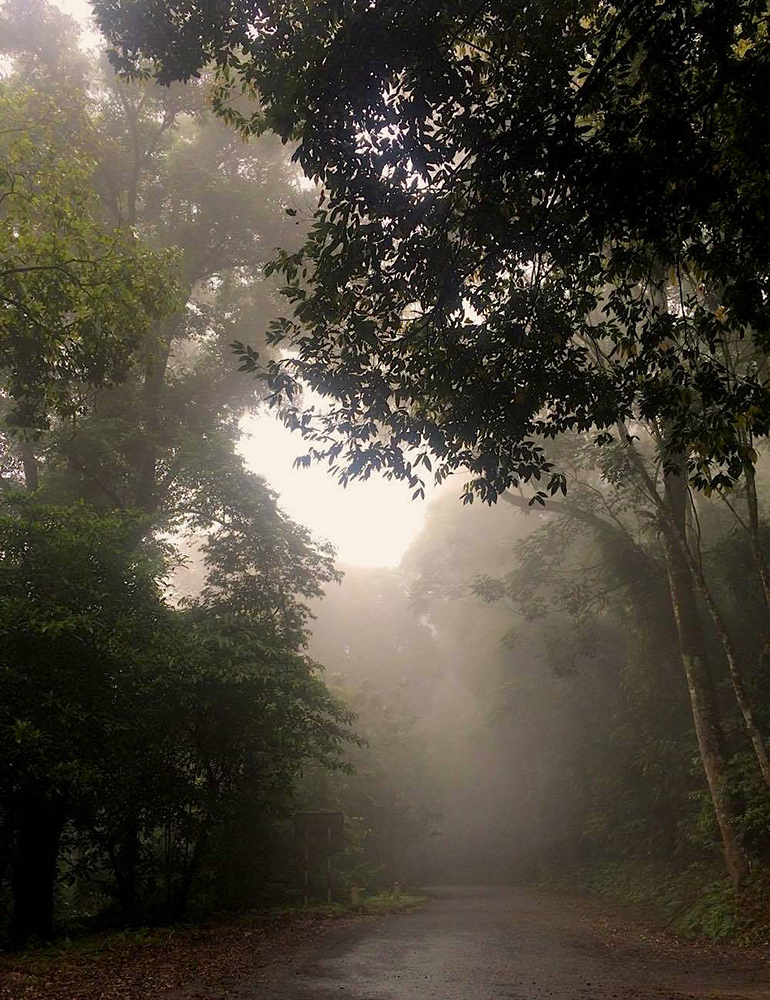 Haze in a forest in Vietnam.