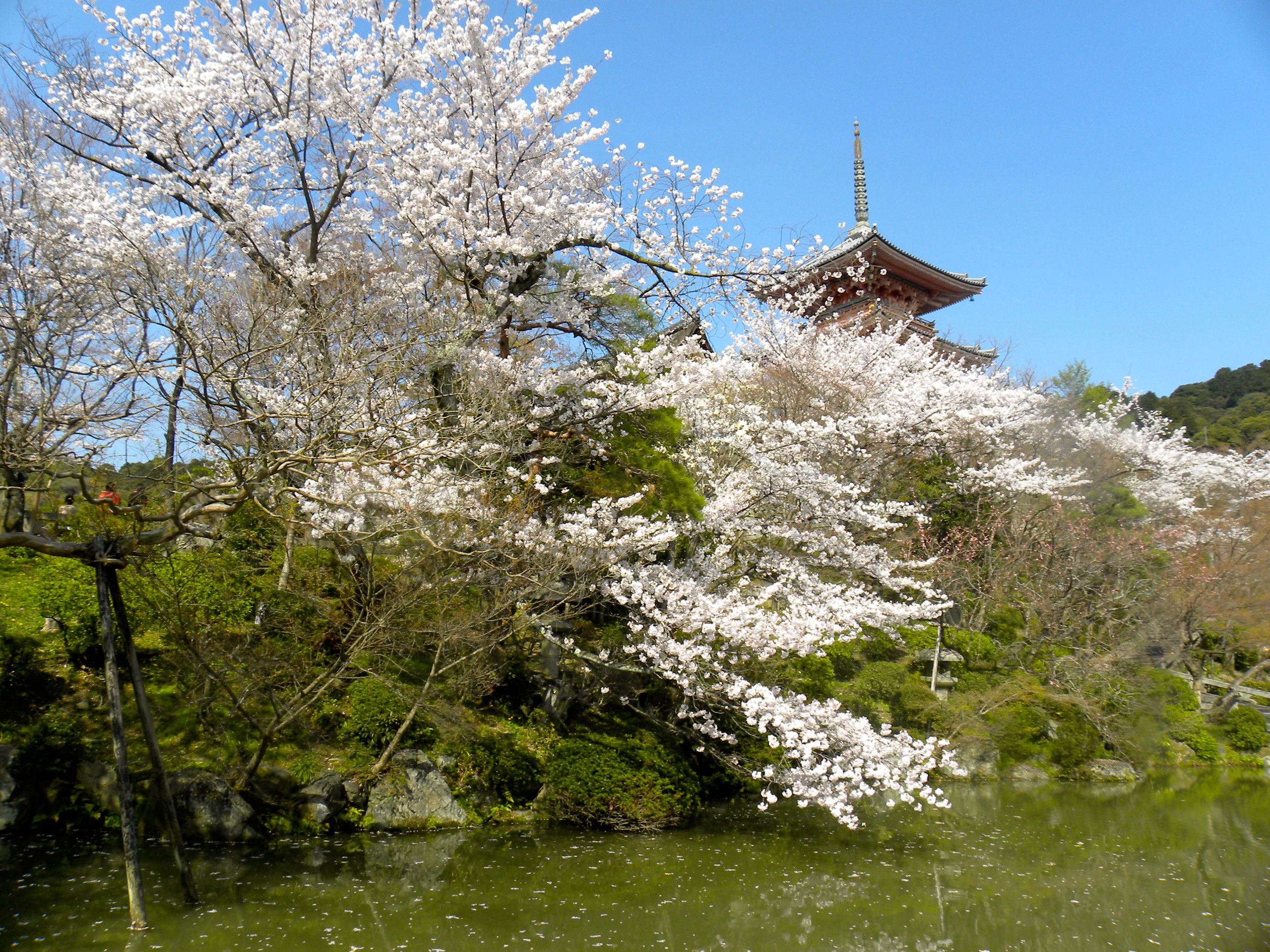 Postcard from Kyoto, Japan