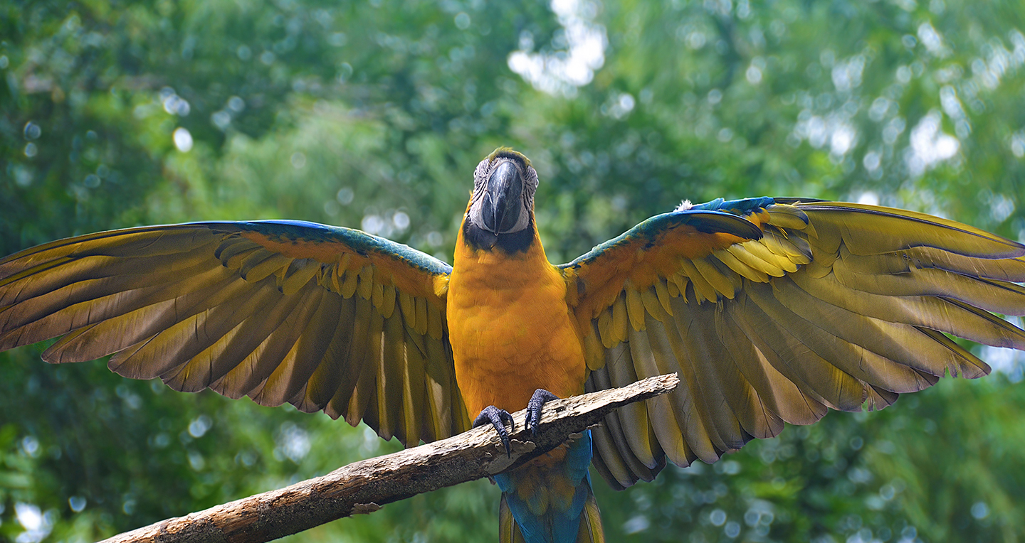 High School Summer Abroad in Costa Rica