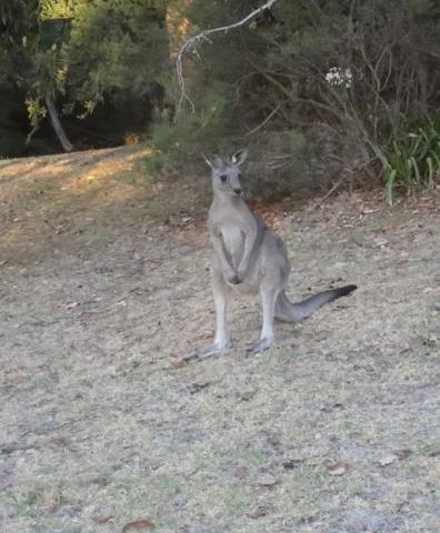 Kangaroo Spotting in Australia
