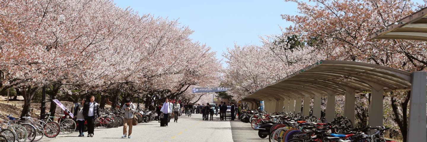 More cherry blossoms!