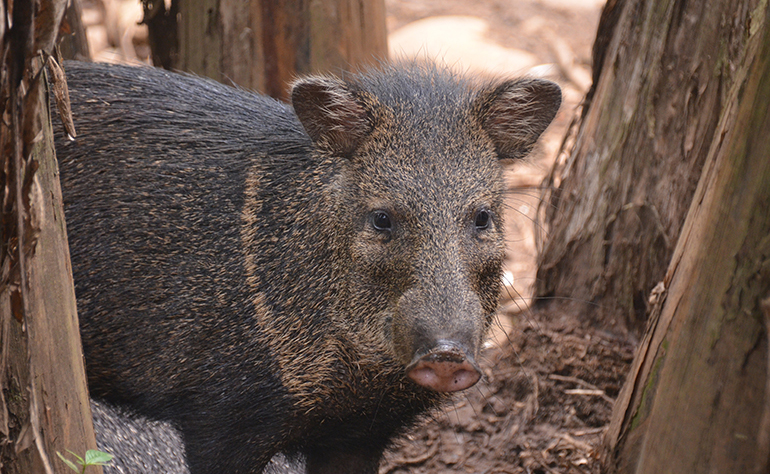 Collared peccary at the reserve in Costa Rica.