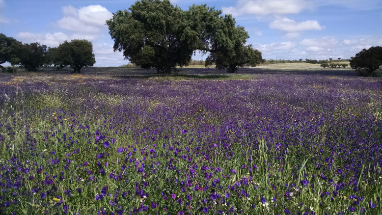 field-of-flowers-in-spain