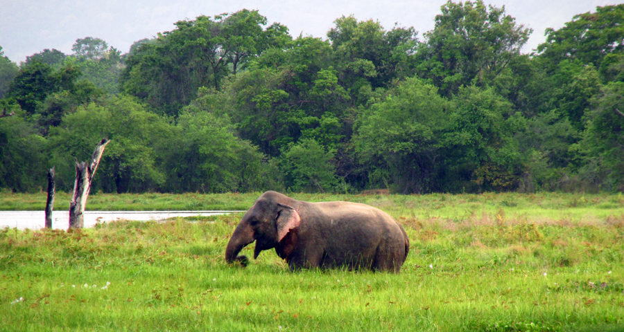 elephants-in-the-wild