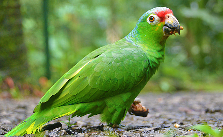 Red lored parrot at the reserve in Costa Rica.