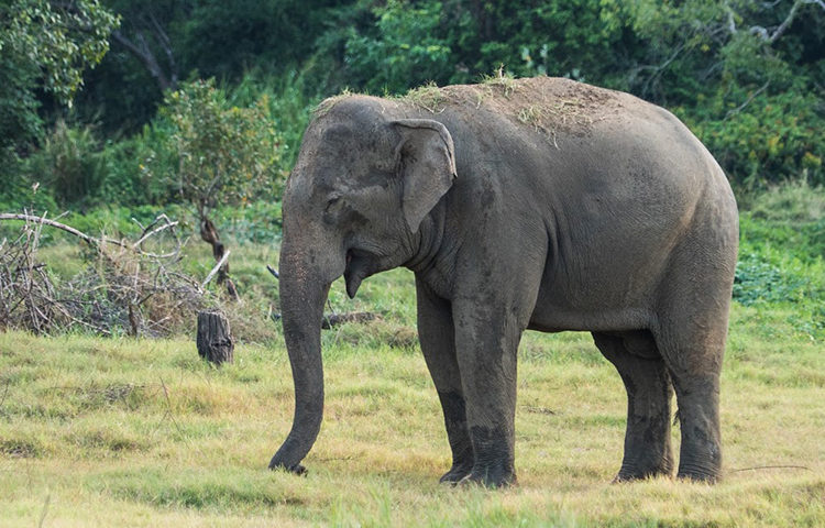 Excitement for Volunteering with Elephants in Sri Lanka