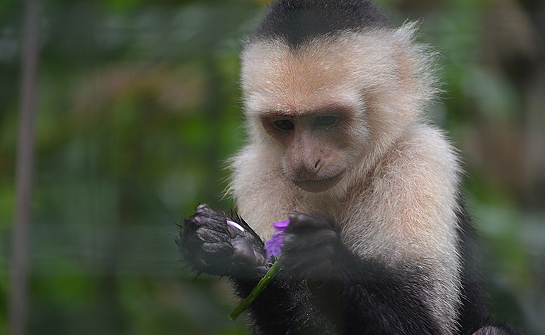 Capuchin monkey at the reserve in Costa Rica.