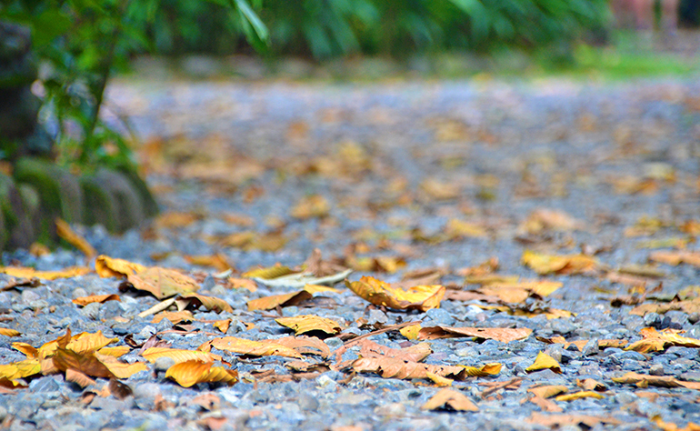 Flat trails with leaves on the ground in Costa Rica.