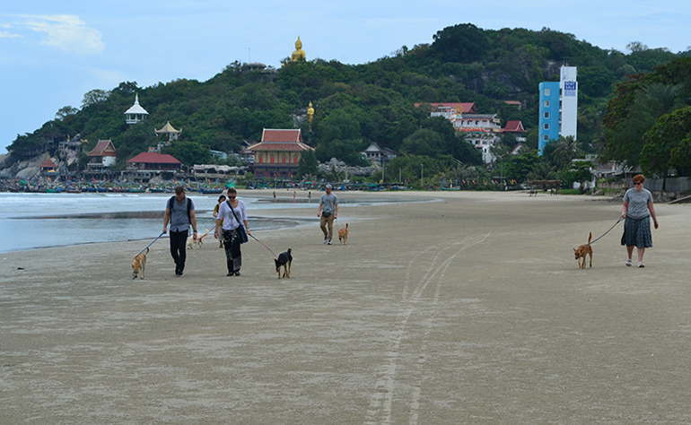 Life as a Volunteer in Hua Hin, Thailand: A Look at a Typical Day at the Stray Dog Rescue Project