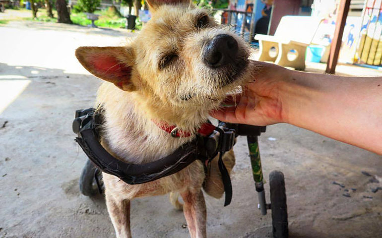 A dog uses a wheelchair in Thailand.