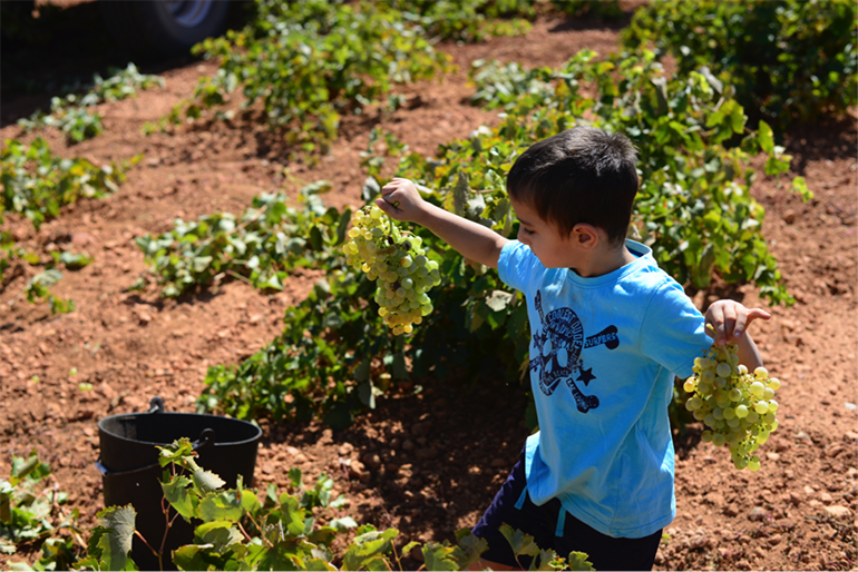 My Life in Spain; Embracing a Second Home, the Grape Harvest, and an Underground Rap Community