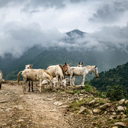 Volunteer in Nepal
